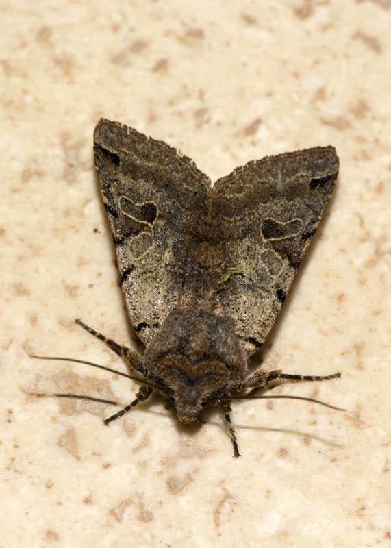 Noctuidae Agrochola (Anchoscelis) litura? S